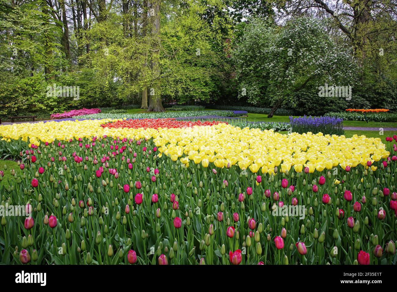 Jardins de Keukenhof dans les lits de SpringTulip et autres fleurs de  printemps pays-Bas PL001586 Photo Stock - Alamy