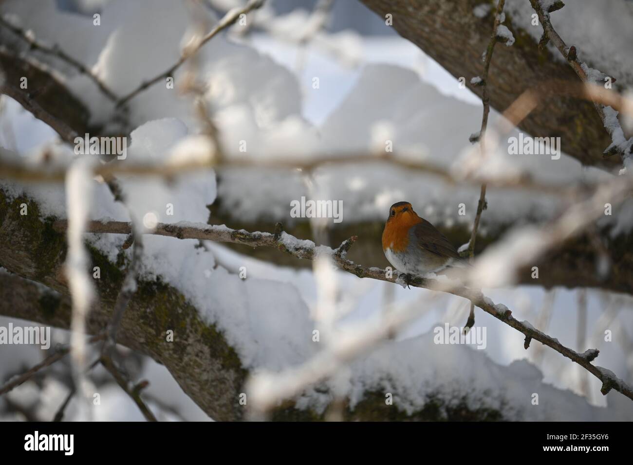 Robin assis sur une branche en hiver Banque D'Images