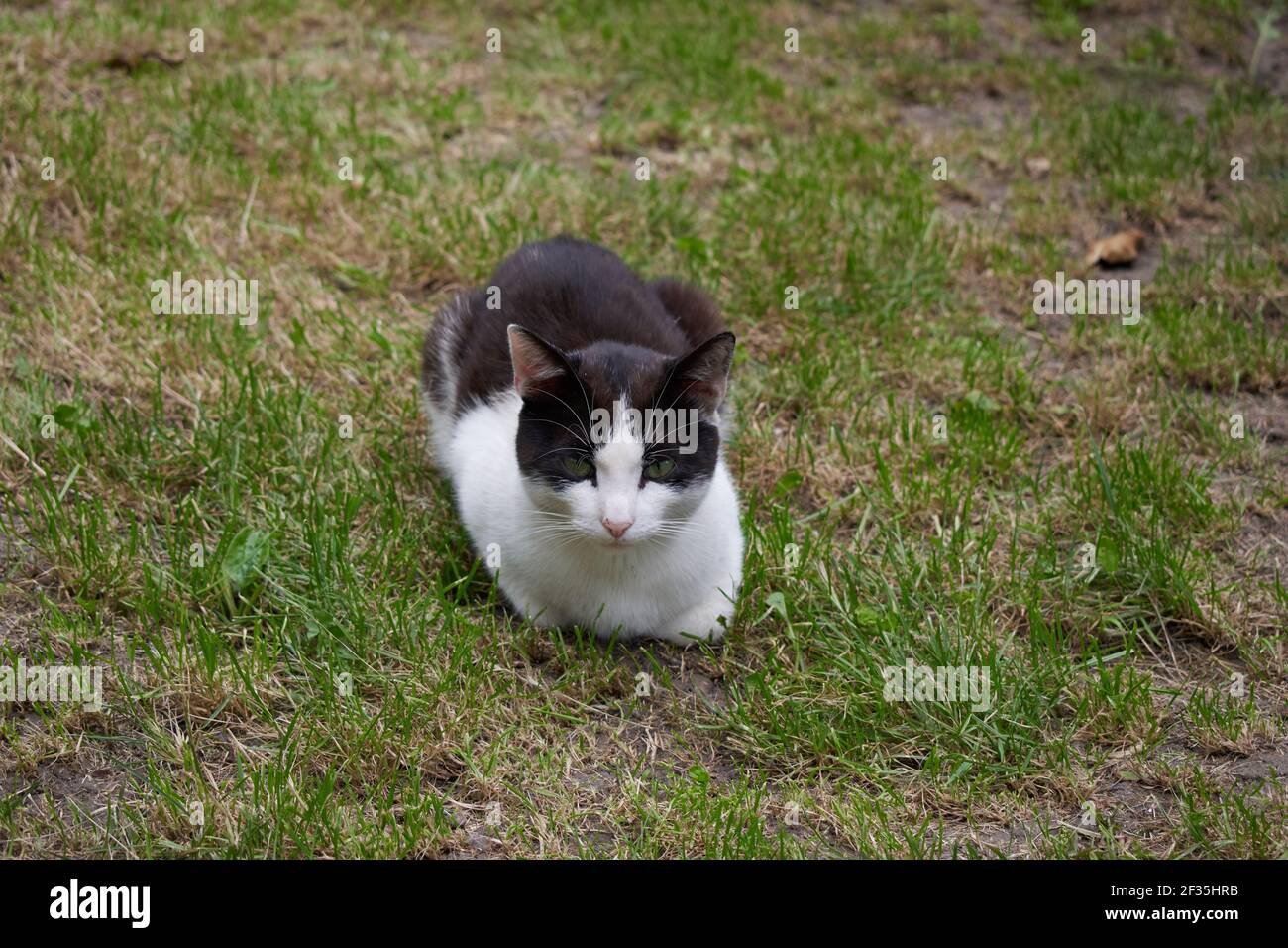 Un Magnifique Fond Vert Avec Un Chat Photo Stock Alamy