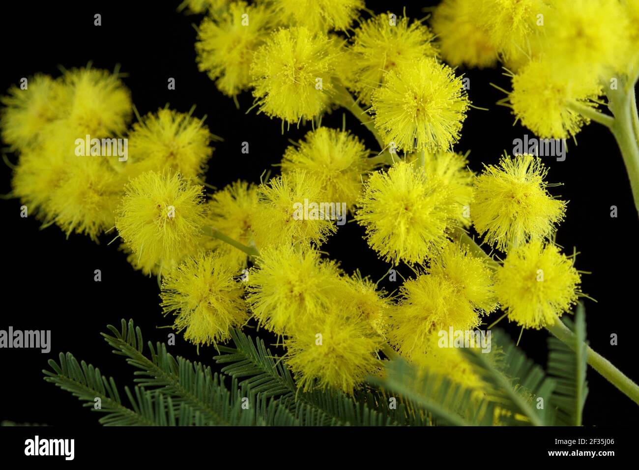 Composition des fleurs. Fleur de Mimosa sur fond isolé, concept de printemps. Banque D'Images