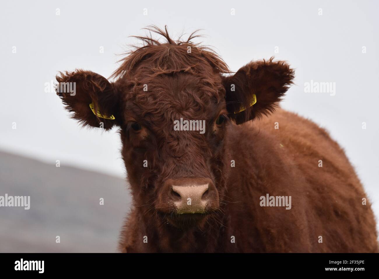 Vaches Saler à Cuil Farm, Newton Stewart, Dumfries & Galloway, Écosse Banque D'Images