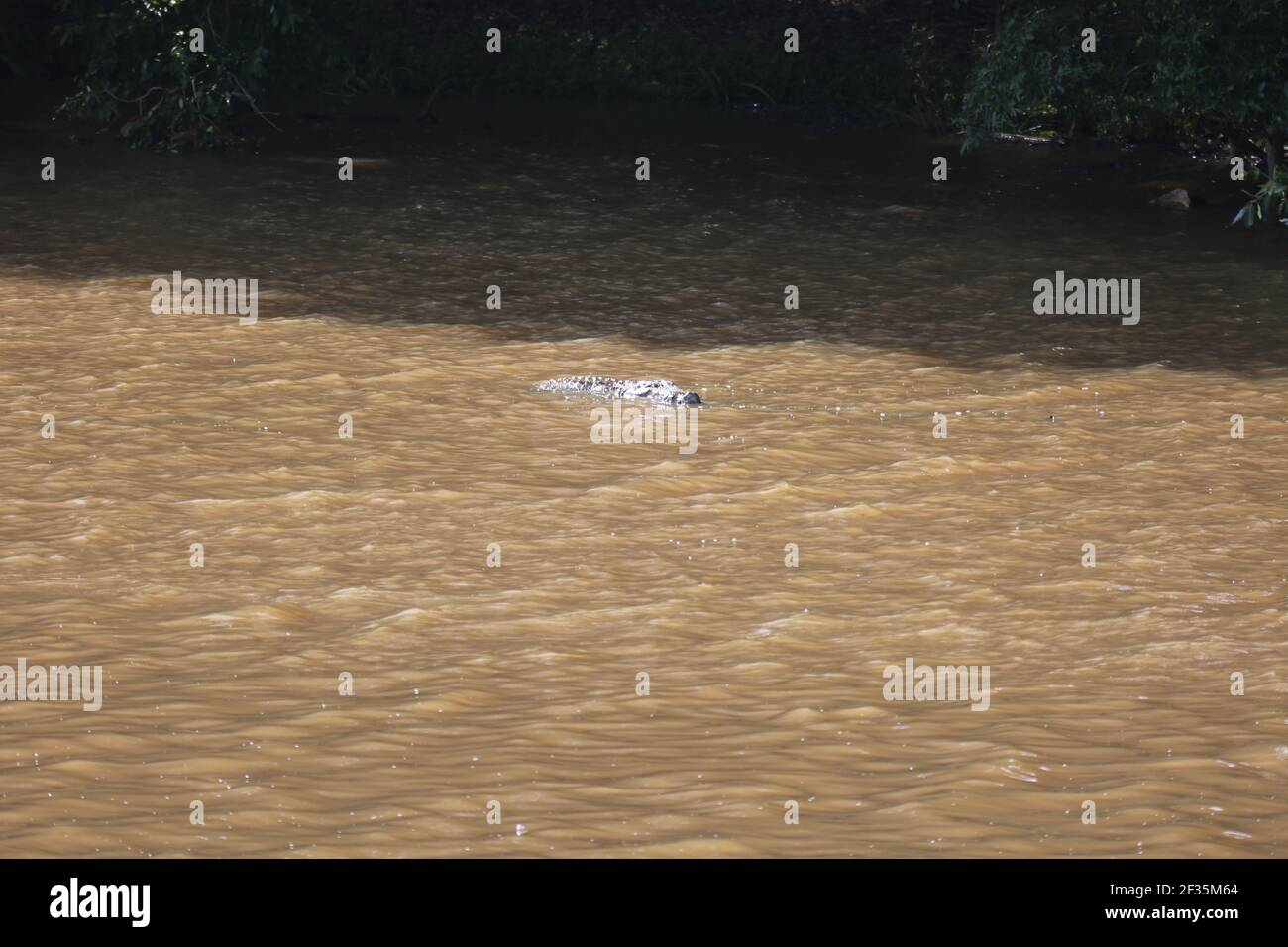 Crocodile natation dans le parc national de Wilpatu Banque D'Images