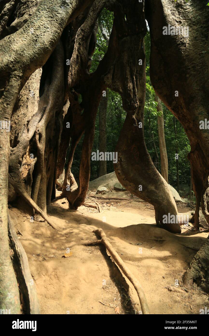 Sri Lankan, ficus arbre racines Banque D'Images