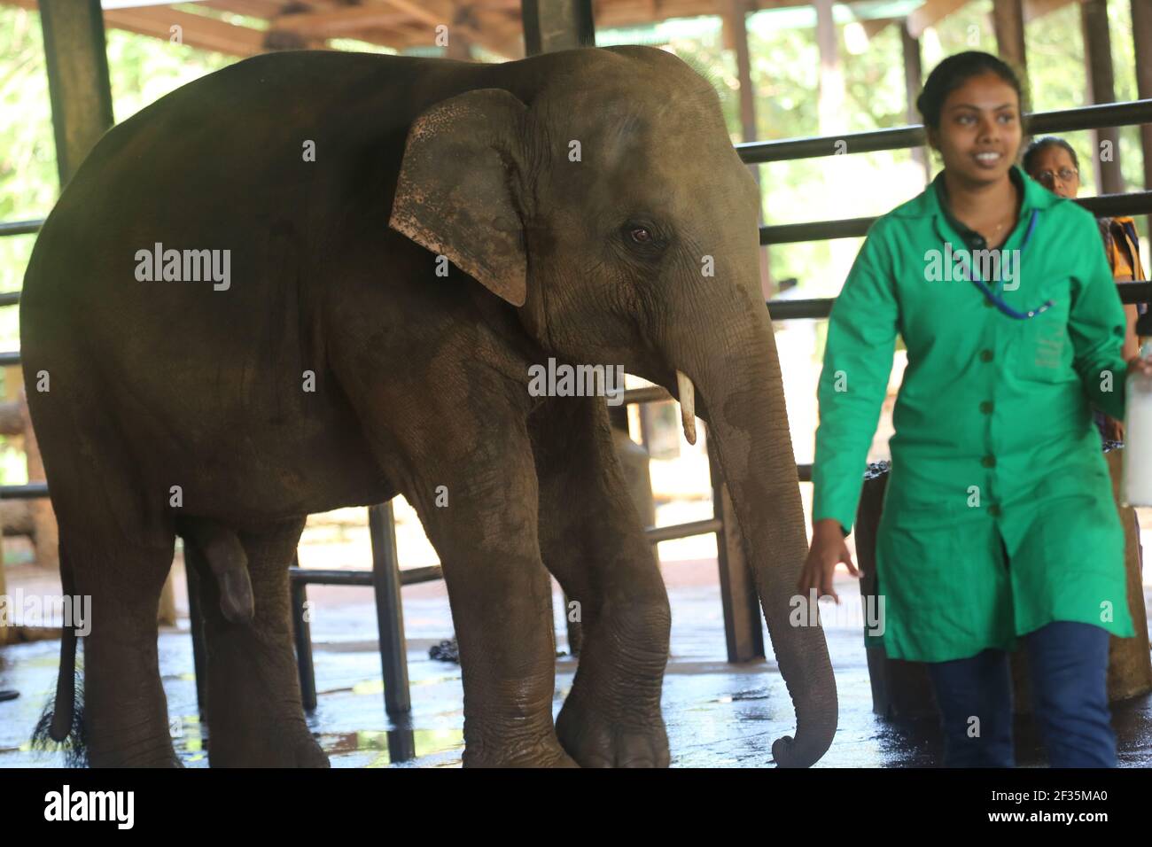 Orphelinat Pinnawala Elephant, Sri Lanka Banque D'Images