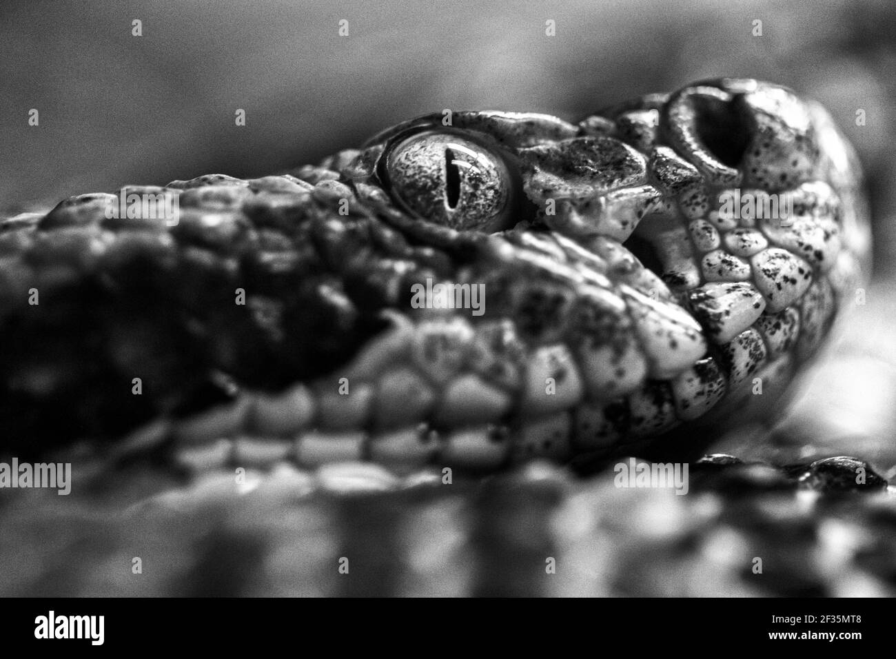 Close-up d'un crotale des bois (Croatus horridus) de profil, à la WNC Nature Centre à Asheville, en Caroline du Nord, USA Banque D'Images