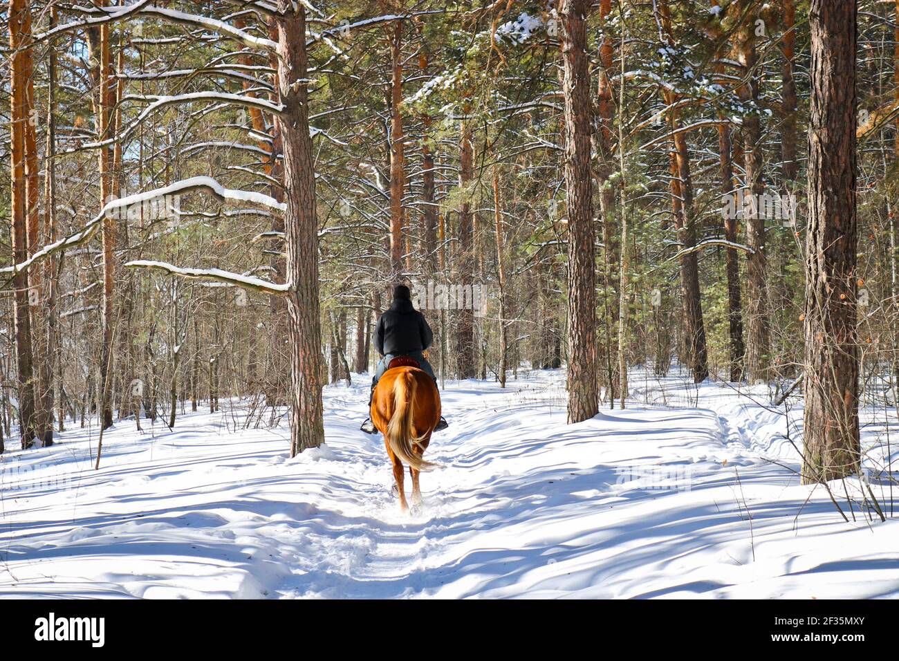 L'homme entre pour les sports d'hiver - équitation, marche avec des bâtons dans une forêt enneigée. Des personnes actives dans la nature. Banque D'Images