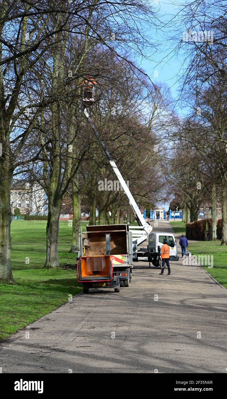 Ouvriers coupant des branches des arbres dans le parc de carrière À Shrewsbury, Royaume-Uni Banque D'Images