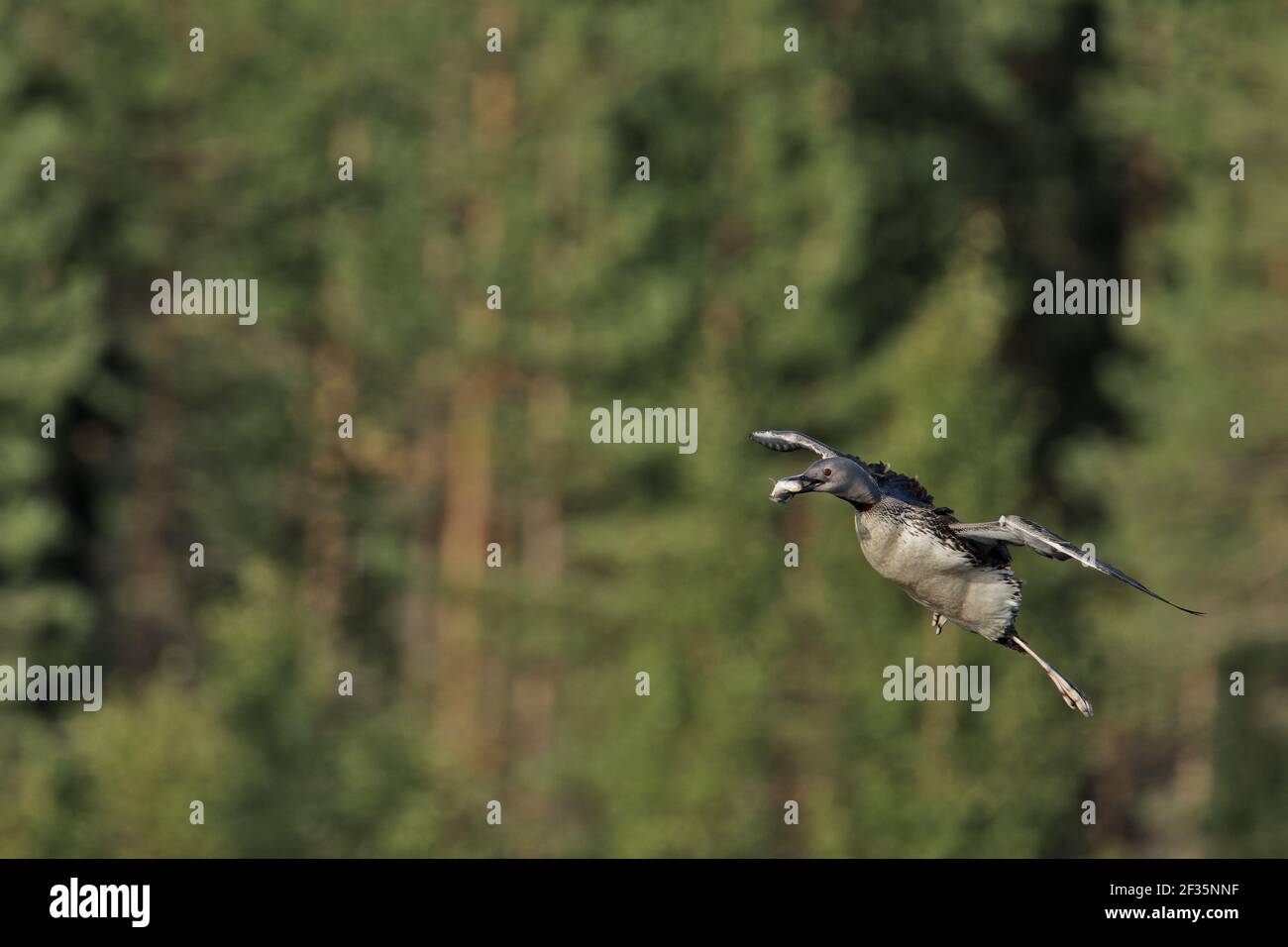 Red Throated Diver - arrivée sur terre avec des poissons Gavia stellata Finlande BI014988 Banque D'Images