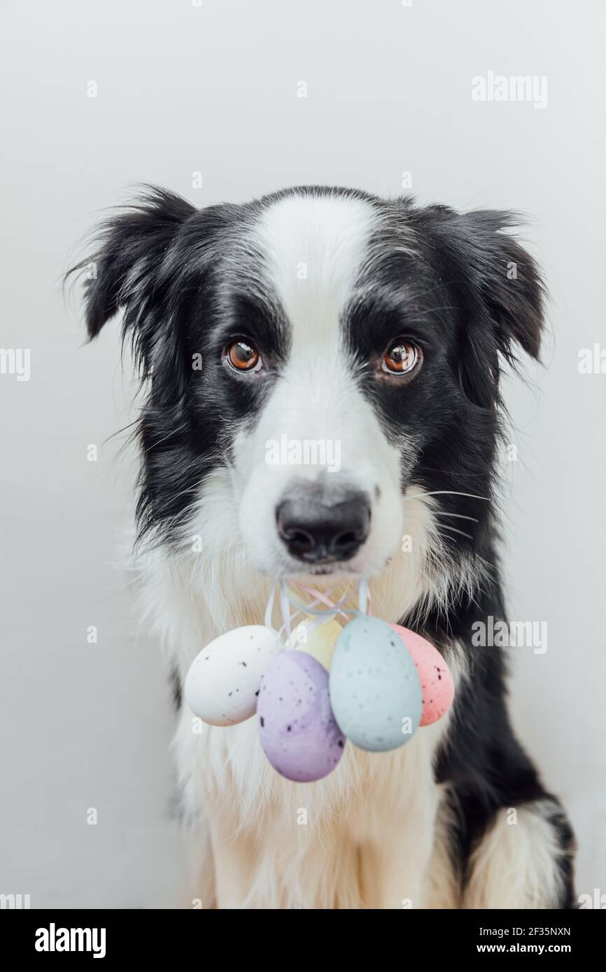 Concept joyeuses Pâques. Préparation pour les vacances. Joli chien bordure collie tenant Pâques oeufs colorés dans la bouche isolée sur fond blanc. Ressort Banque D'Images