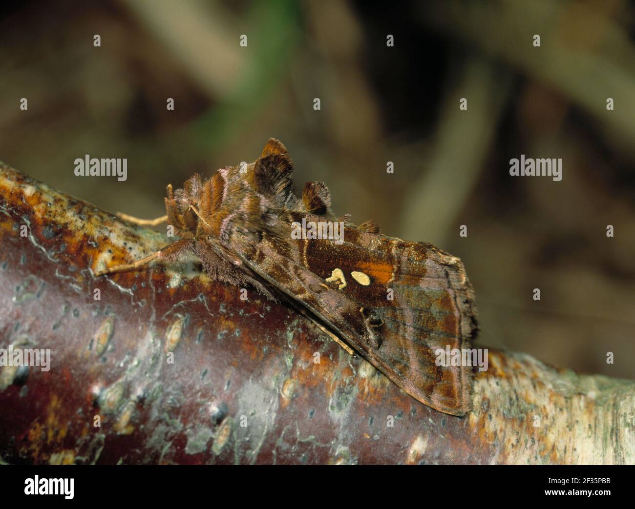 MAGNIFIQUE PAPILLON d'OR Autographa pulchrina sur l'écorce juin Réserve naturelle d'Oxford Island, Lough Neagh, près de Lurgan, Armagh, S Ulster, Crédit : Robert Banque D'Images