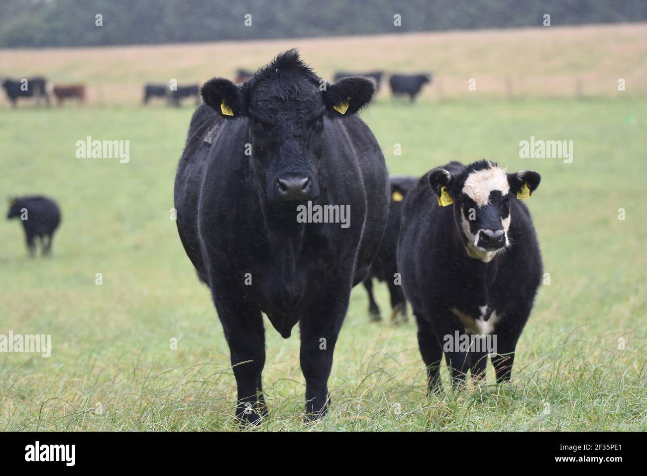 Hereford et Black Baldy, Tranent, Mid Lothian Banque D'Images
