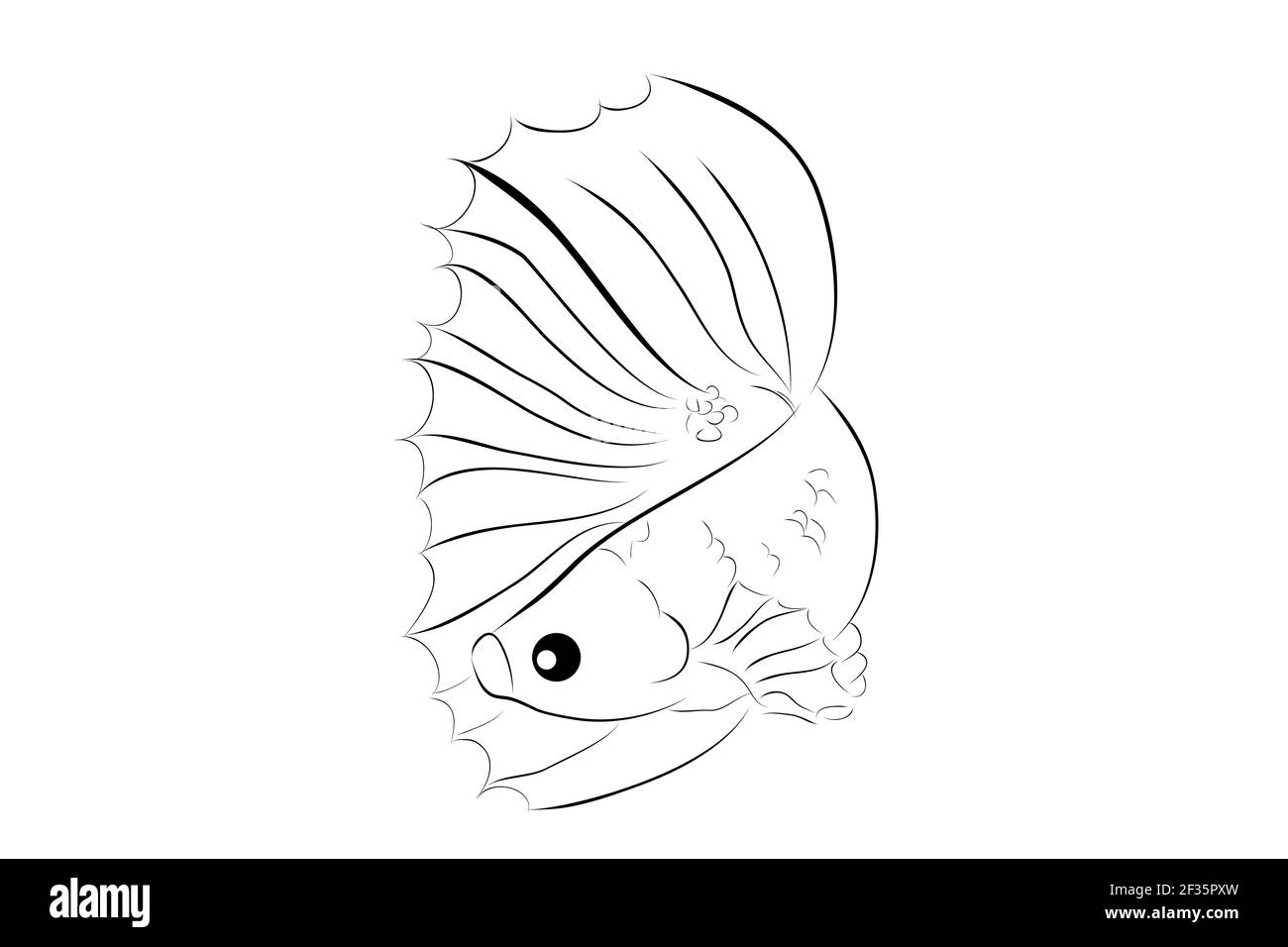 Outline Vector Betta ou siamese Fighting Fish , sur fond blanc Illustration de Vecteur
