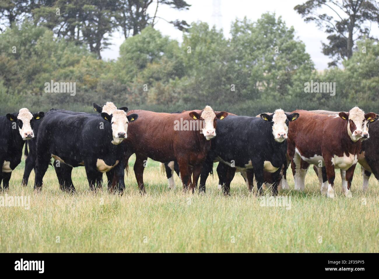 Hereford et Black Baldy, Tranent, Mid Lothian Banque D'Images