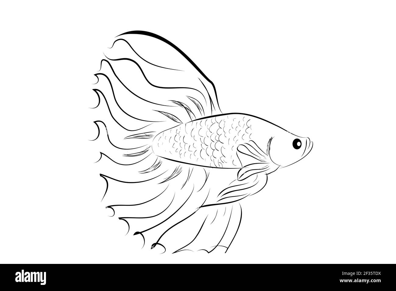 Vector Betta ou siamois lutte poisson, grande et belle queue Illustration de Vecteur