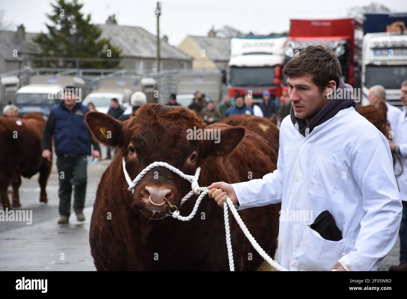 Luing Bulls sur parade, portefeuilles Marts, Château Douglas, Dumfries & Galloway, Écosse Banque D'Images