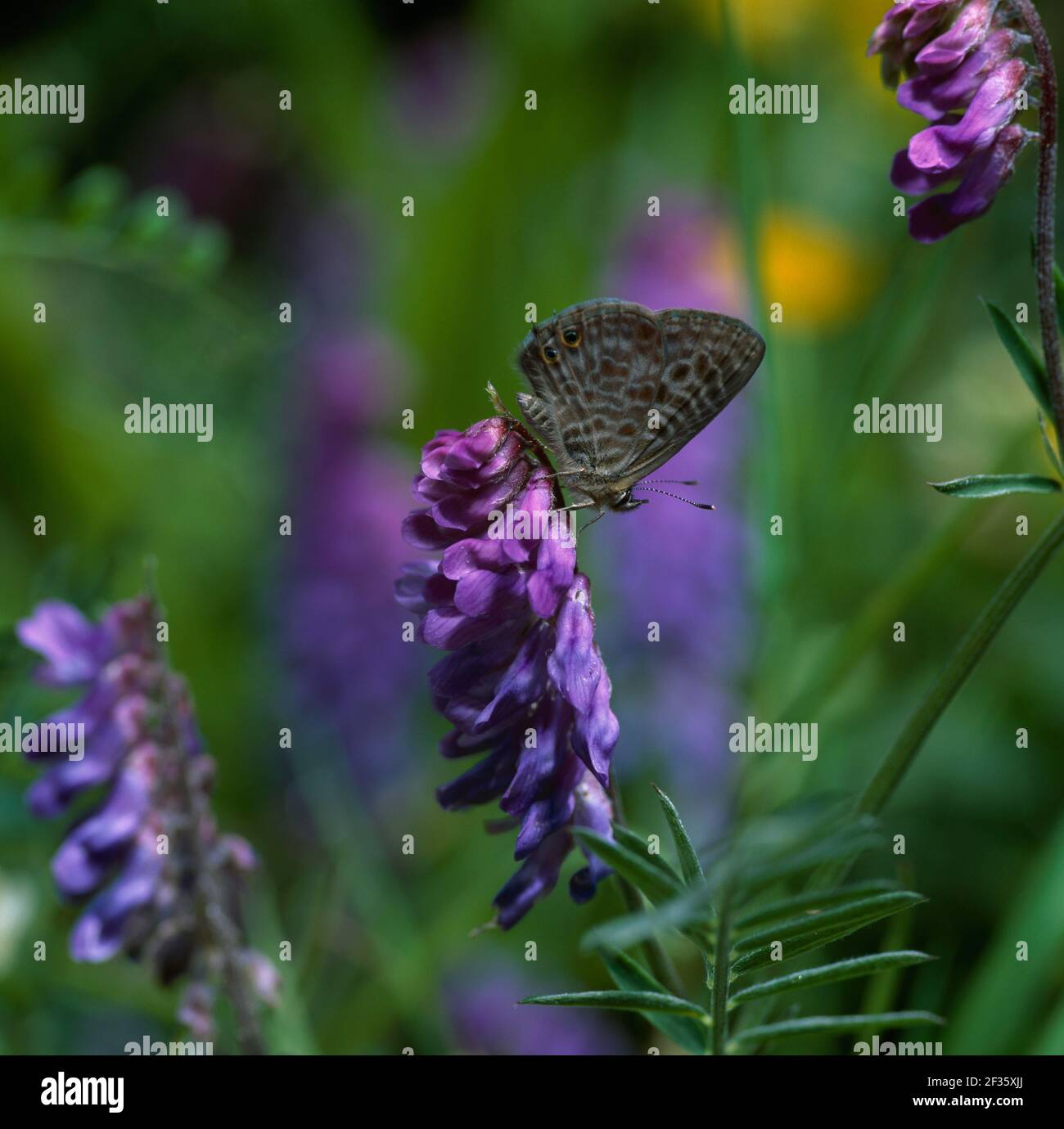 PAPILLON BLEU À QUEUE COURTE DE LANG SUR FLEUR Syntarucus pirithous Sud de la France juillet, crédit:Robert Thompson / Avalon Banque D'Images