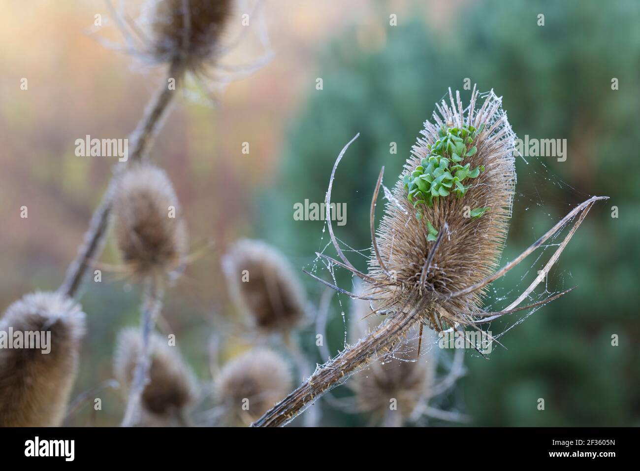 Wilde Karde, Karde, Jungpflanzen, Keimling, Keimlinge keimen aus dem Fruchtstand, Karden, Dipsacus fullonum, Dipsacus sylvestris, cuillère à café de Fuller, wil Banque D'Images