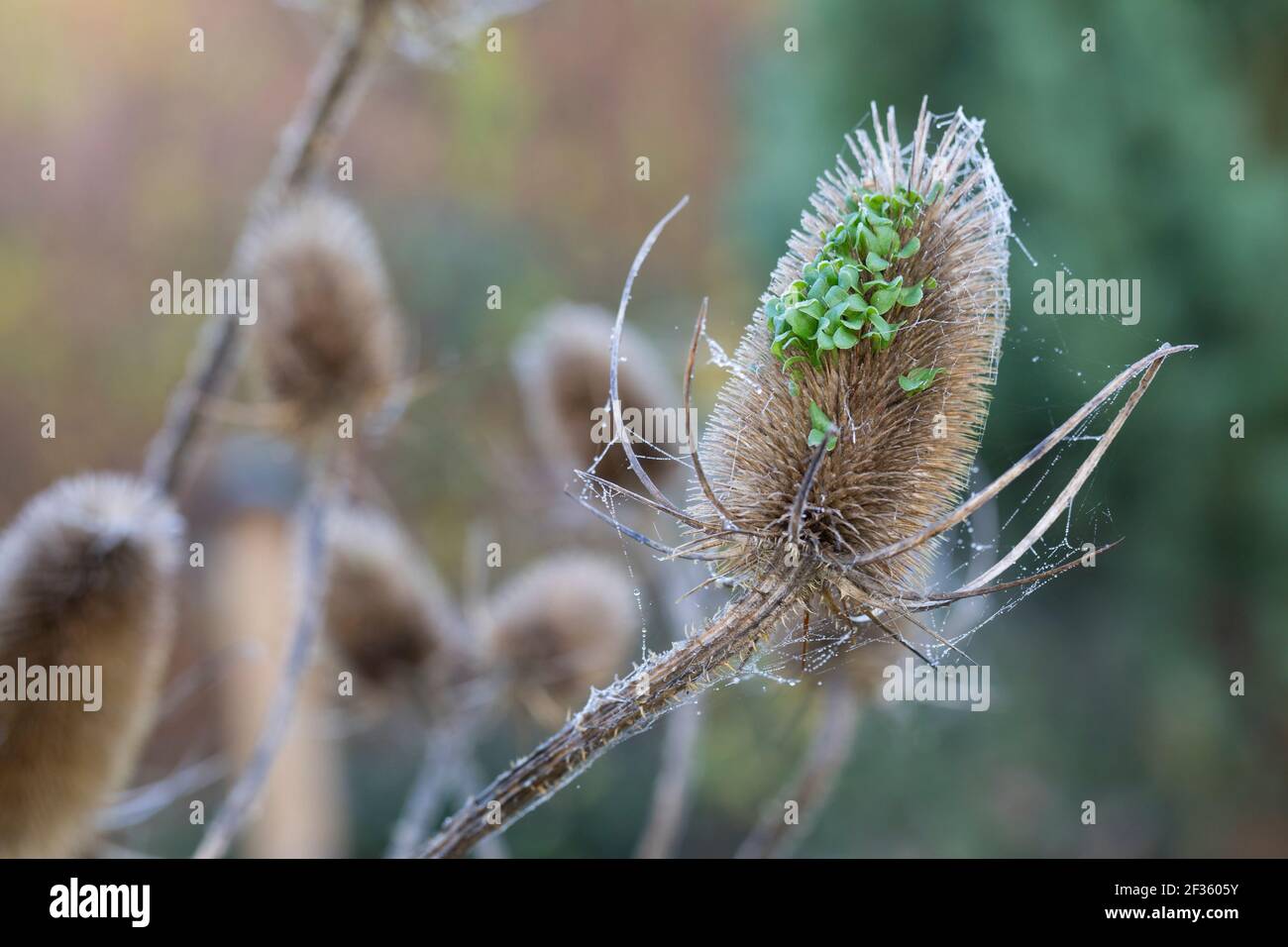 Wilde Karde, Karde, Jungpflanzen, Keimling, Keimlinge keimen aus dem Fruchtstand, Karden, Dipsacus fullonum, Dipsacus sylvestris, cuillère à café de Fuller, wil Banque D'Images