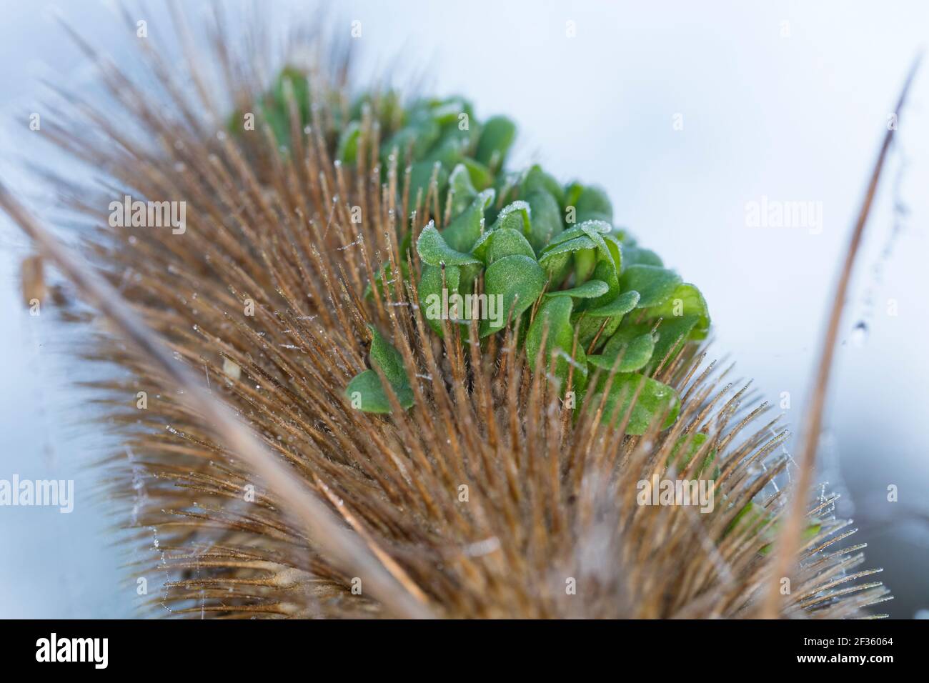 Wilde Karde, Karde, Jungpflanzen, Keimling, Keimlinge keimen aus dem Fruchtstand, Karden, Dipsacus fullonum, Dipsacus sylvestris, cuillère à café de Fuller, wil Banque D'Images