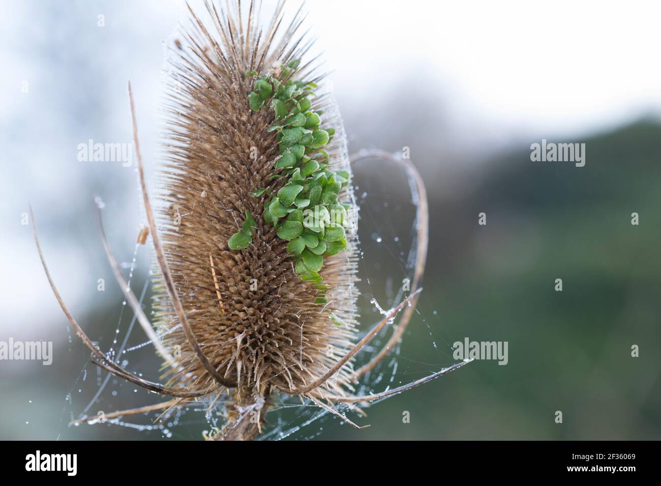 Wilde Karde, Karde, Jungpflanzen, Keimling, Keimlinge keimen aus dem Fruchtstand, Karden, Dipsacus fullonum, Dipsacus sylvestris, cuillère à café de Fuller, wil Banque D'Images