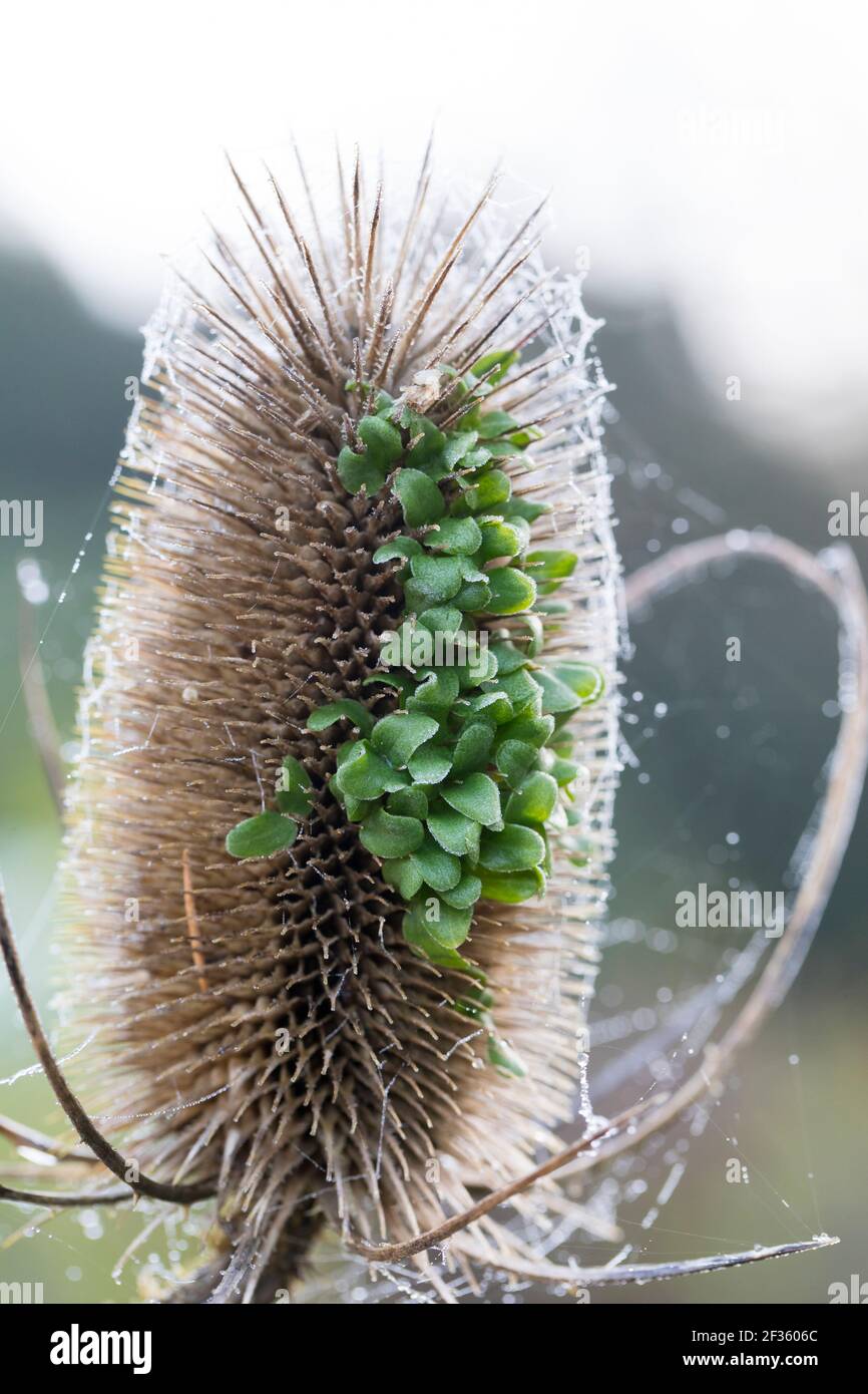 Wilde Karde, Karde, Jungpflanzen, Keimling, Keimlinge keimen aus dem Fruchtstand, Karden, Dipsacus fullonum, Dipsacus sylvestris, cuillère à café de Fuller, wil Banque D'Images