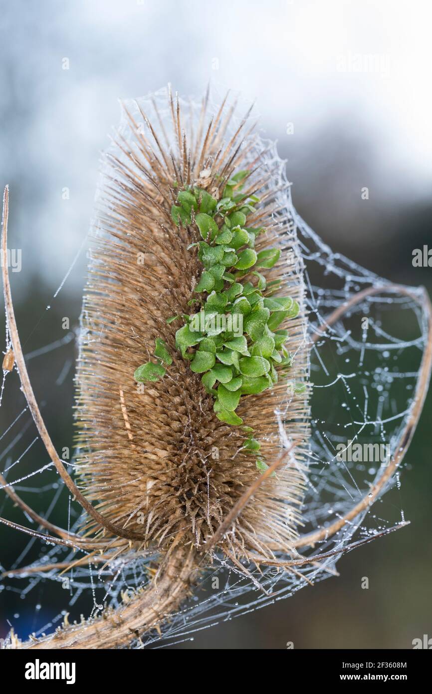 Wilde Karde, Karde, Jungpflanzen, Keimling, Keimlinge keimen aus dem Fruchtstand, Karden, Dipsacus fullonum, Dipsacus sylvestris, cuillère à café de Fuller, wil Banque D'Images