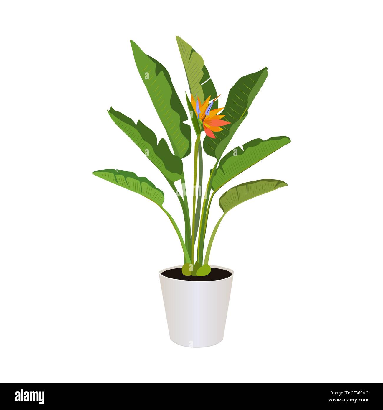 Strelitzia (oiseau du Paradis), plante en pot isolée sur fond blanc, plantes tropicales, plantes de maison modernes, illustration vectorielle Illustration de Vecteur