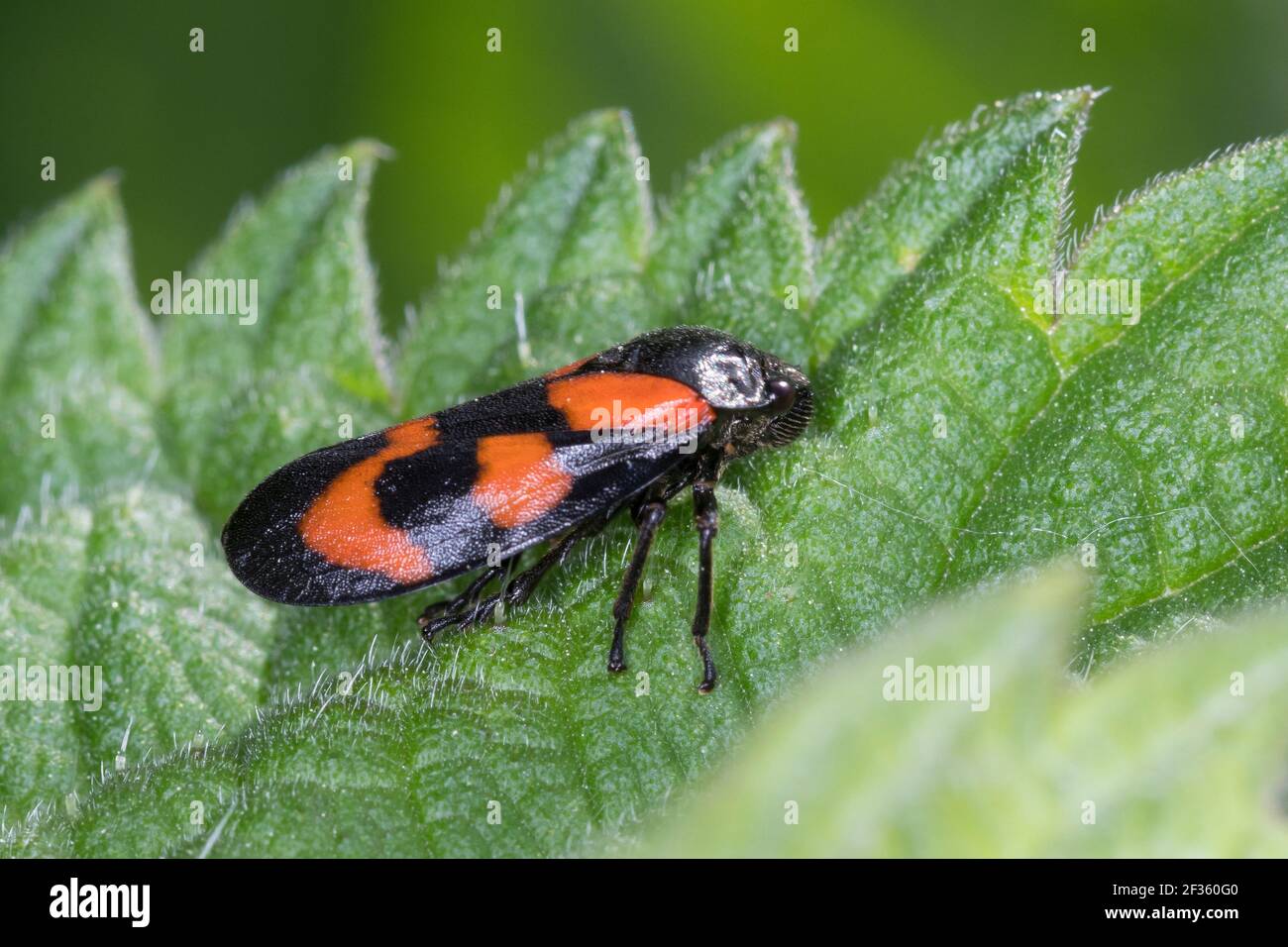 Blutzikade, Blut-Zikade, Rotschwarze Schaumzikade, Zikade, Cercocis vulnerata, Cercolis sanguinea, grenouille rouge et noire, grenouille noire et rouge, Banque D'Images