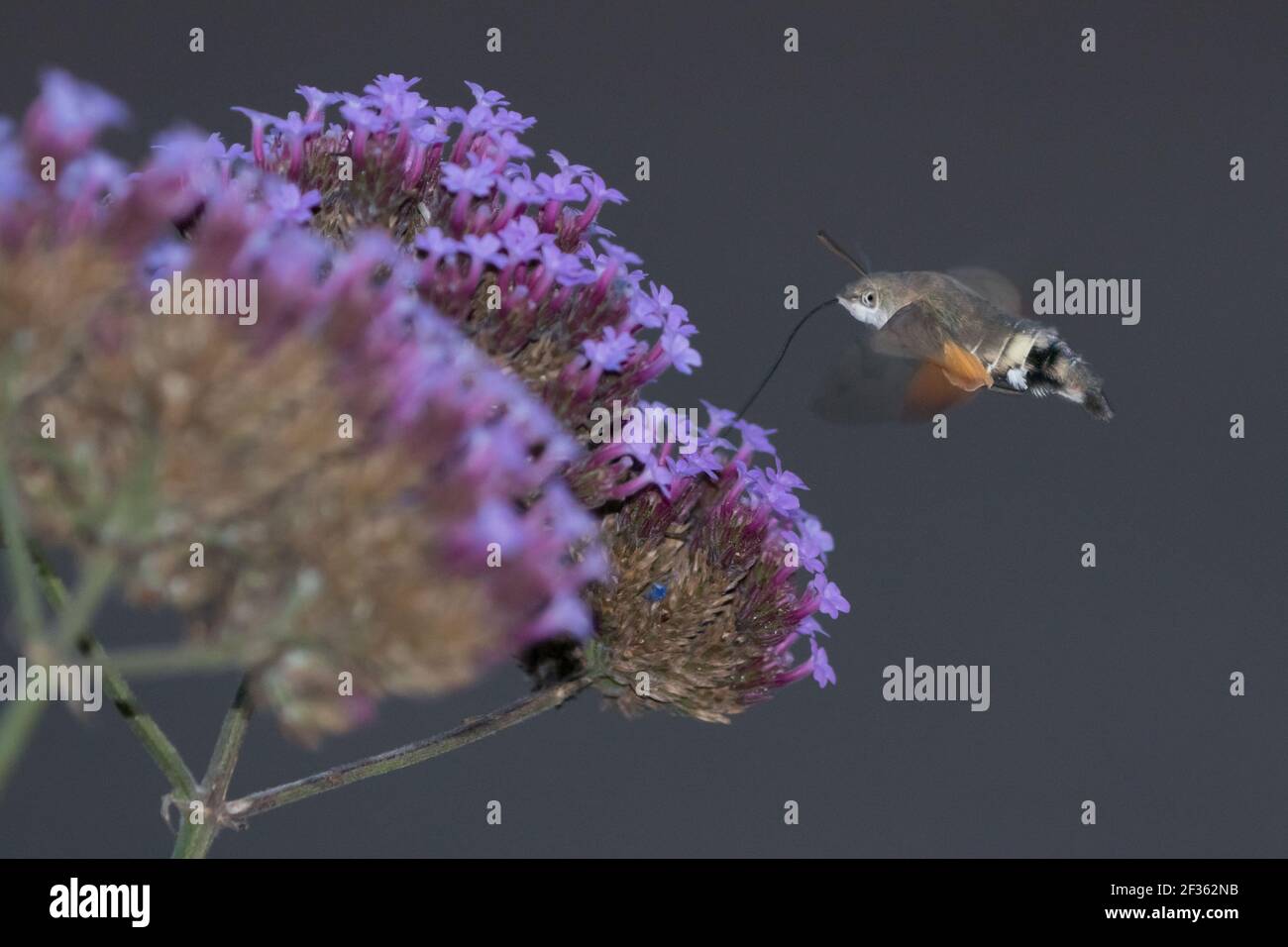 La témote de colibri (Macroglossum stellatarum) s'enorme sur le verveine. Sussex, Royaume-Uni. Banque D'Images