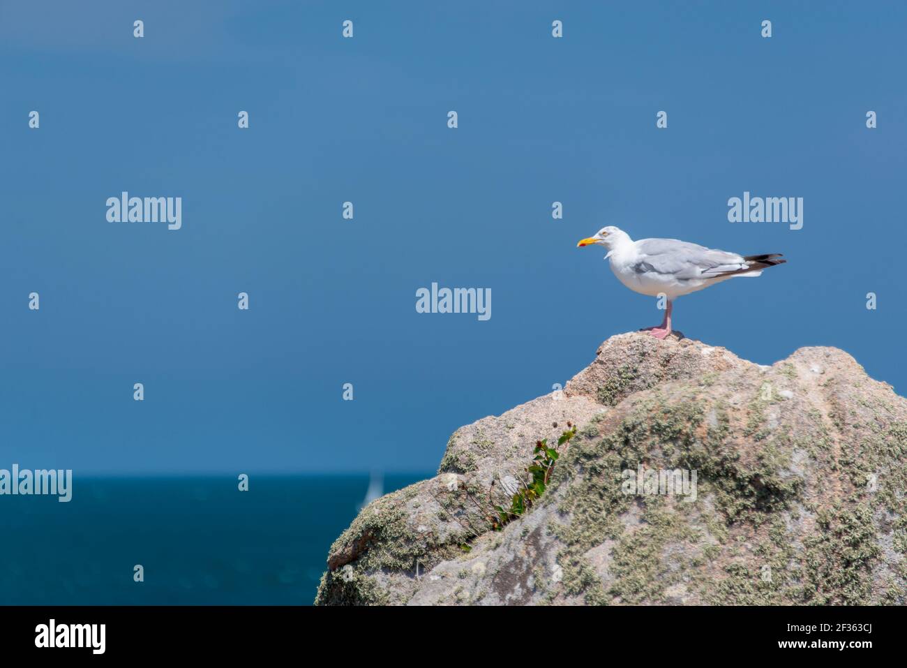 Mouette sur un rocher sur fond bleu ciel Banque D'Images