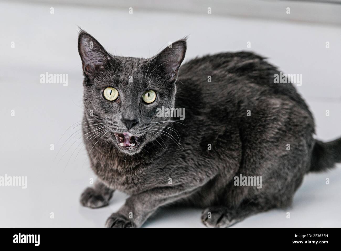 Bleu Russe Chat Gris Fonce Sur Fond Blanc Photo Stock Alamy Bleu Russe Chat Gris Fonce Sur Fond Blanc Photo Stock Alamy