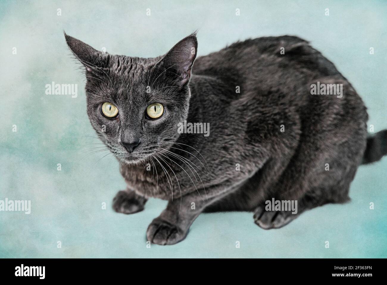 Bleu Russe Chat Gris Fonce Sur Fond Vert Photo Stock Alamy