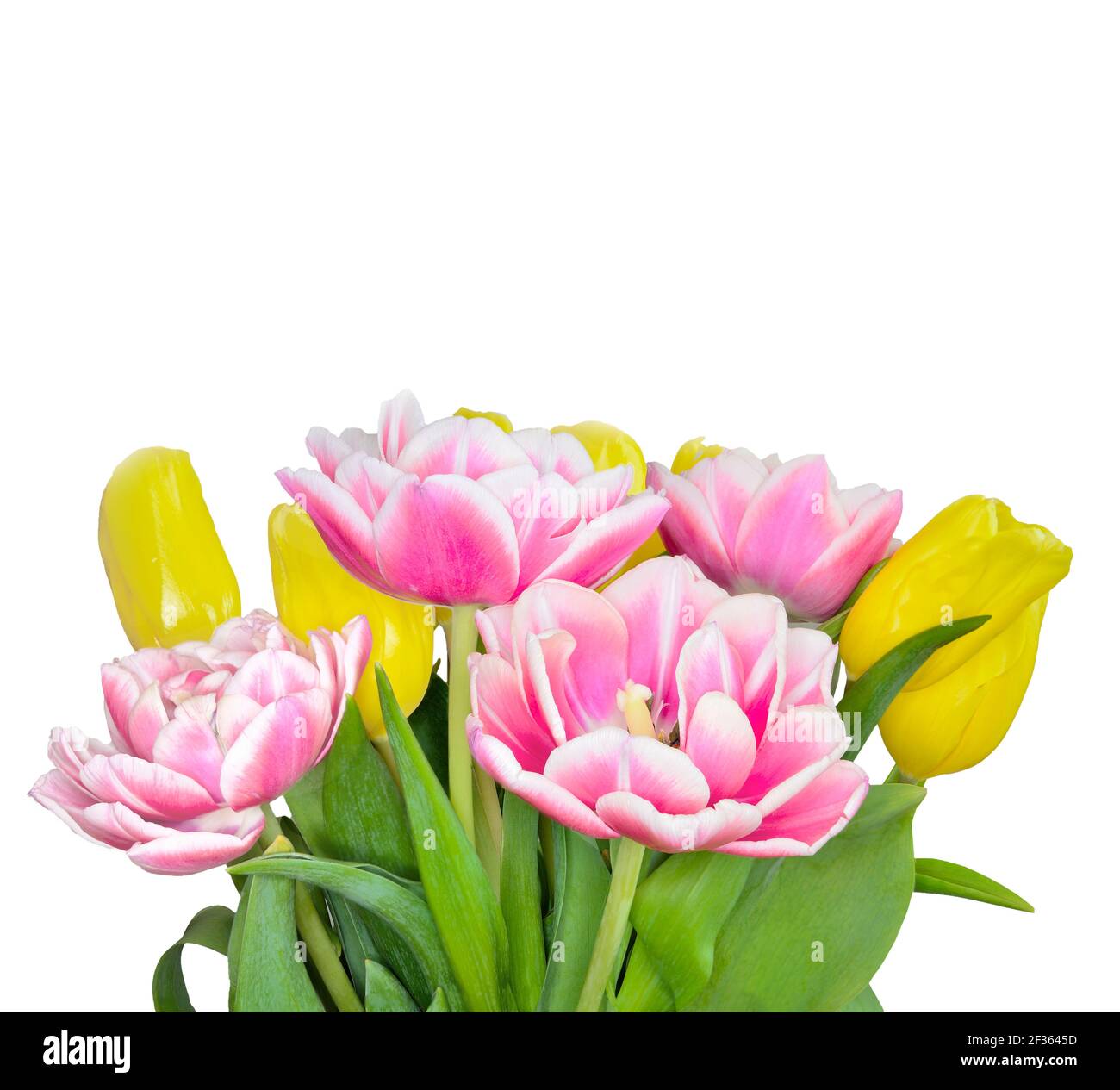 Bouquet élégant de fleurs de tulipe jaune printemps et blanc rose sur fond  blanc avec espace vide pour le texte. Motif fleuri festif pour carte de  vœux Photo Stock - Alamy