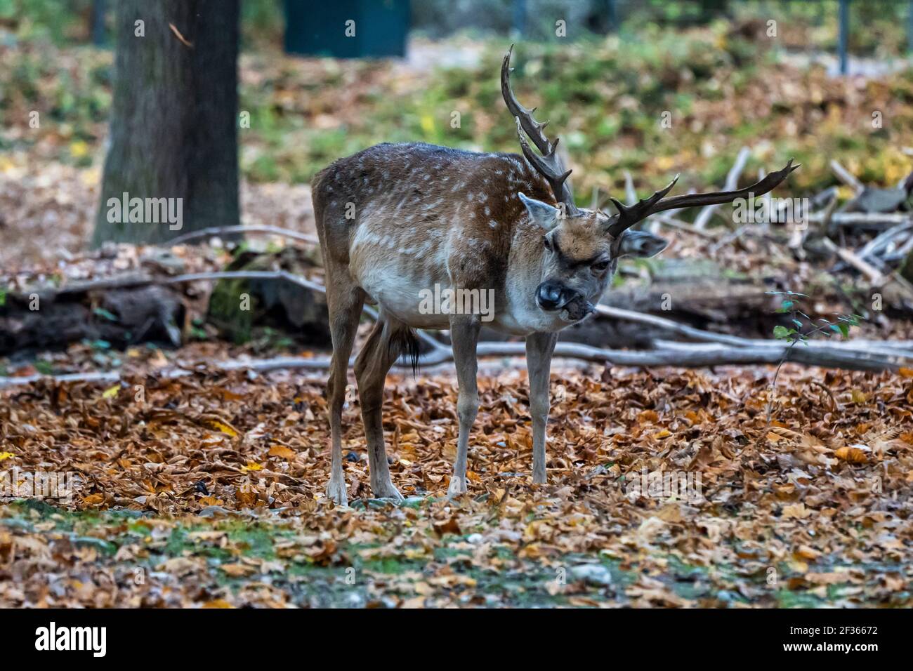 Le daim, Dama mesopotamica est un mammifère ruminant de la famille des cervidés. Banque D'Images