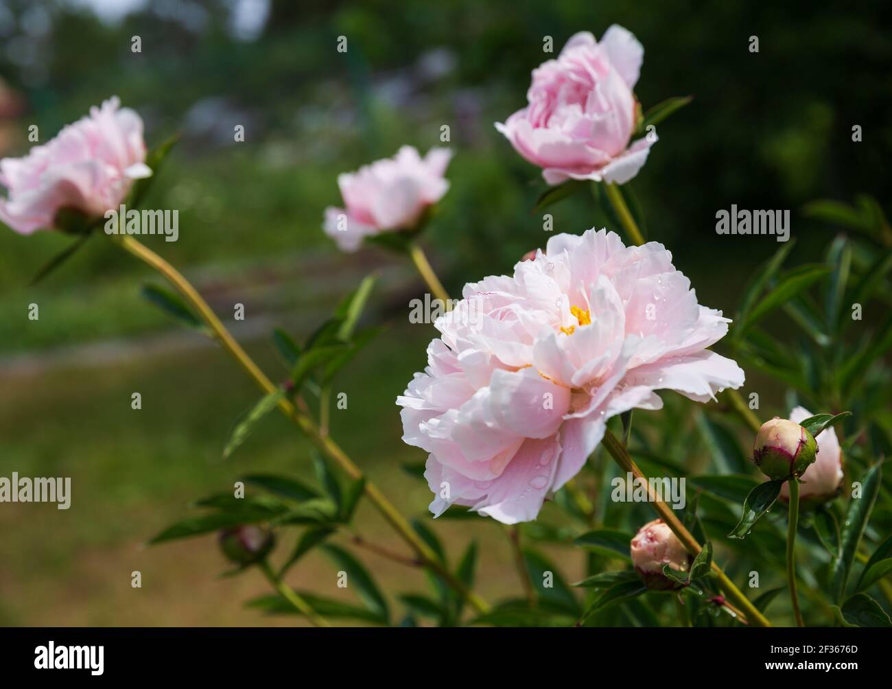 Rosier rose pâle dans le jardin. Fleurs et bourgeons fleuris sur fond de feuillage vert Banque D'Images
