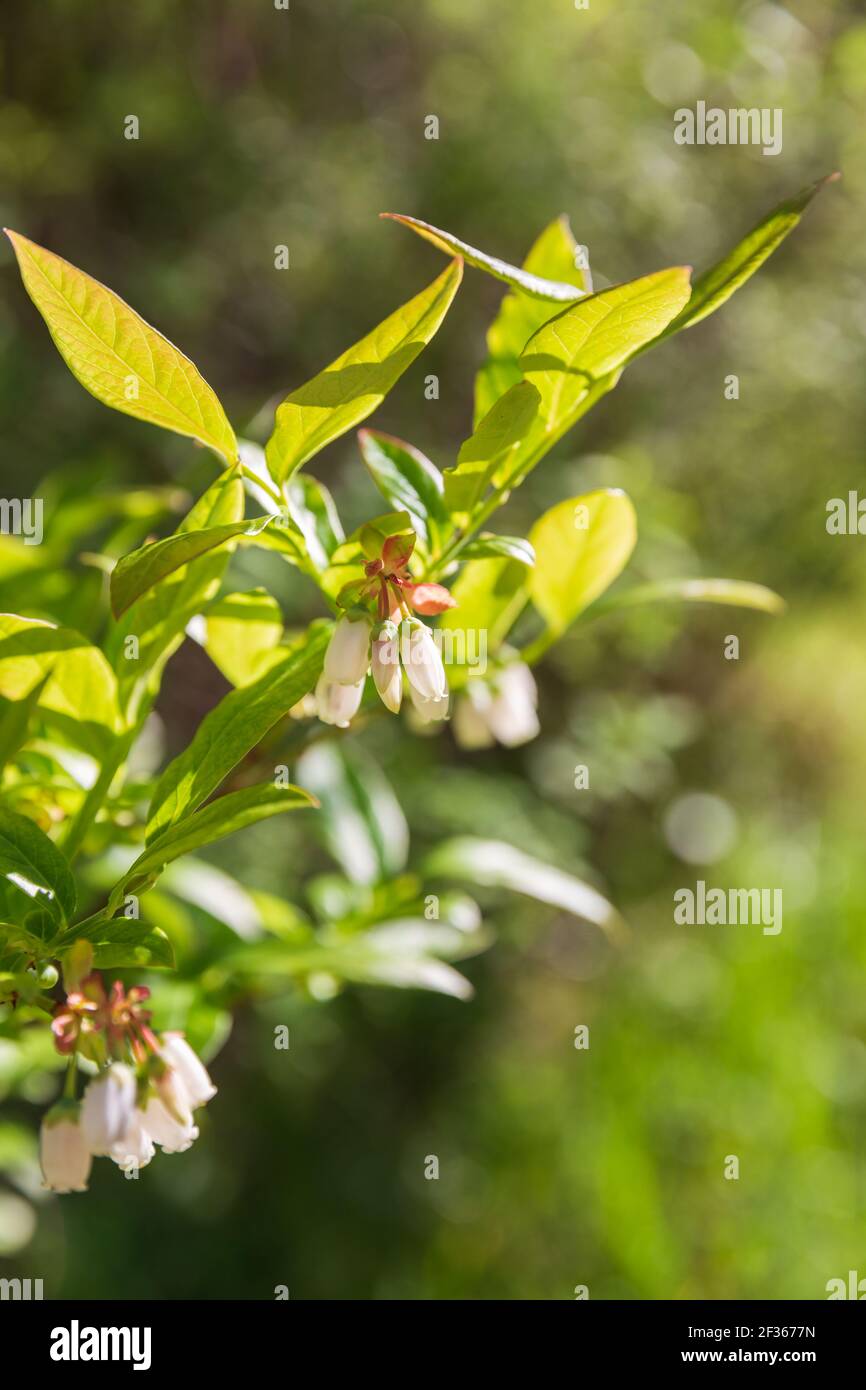 Fleurs blanches sur les branches de la myrtille du nord de la haute-buisson (Vaccinium corymbosum) Banque D'Images