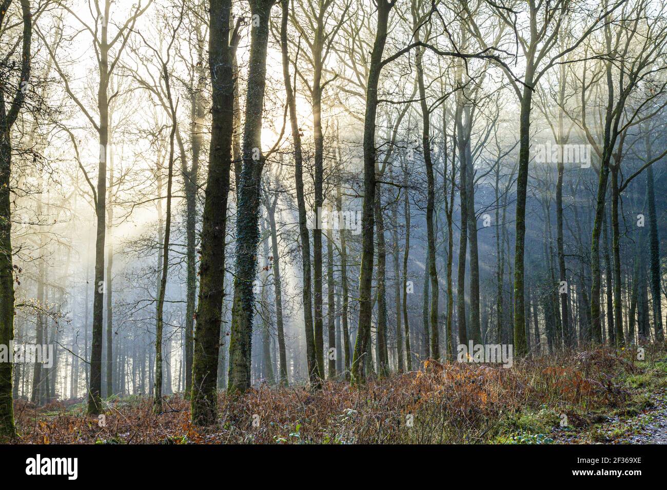 Lumière matinale d'hiver dans la forêt royale de Dean près de Coalway, Gloucestershire, Royaume-Uni Banque D'Images