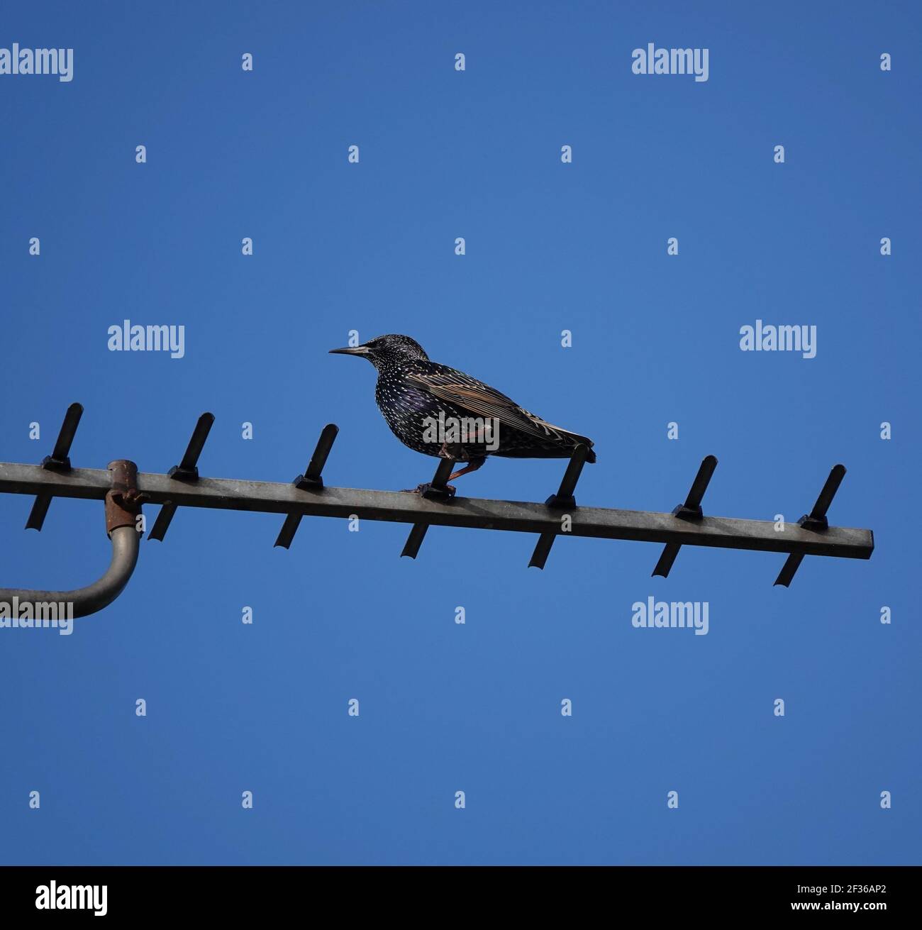 Un gros plan d'un adorable Starling assis sur un antenne Banque D'Images