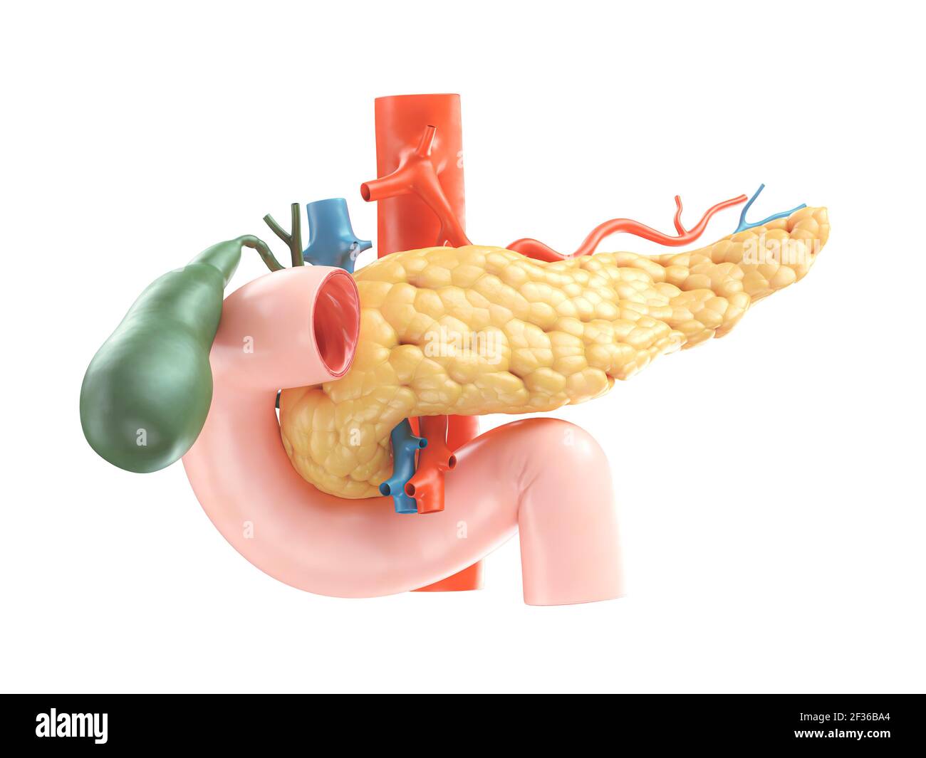 Illustration anatomique précise du pancréas humain avec vésicule biliaire, duodénum et vaisseaux sanguins. rendu 3d Banque D'Images