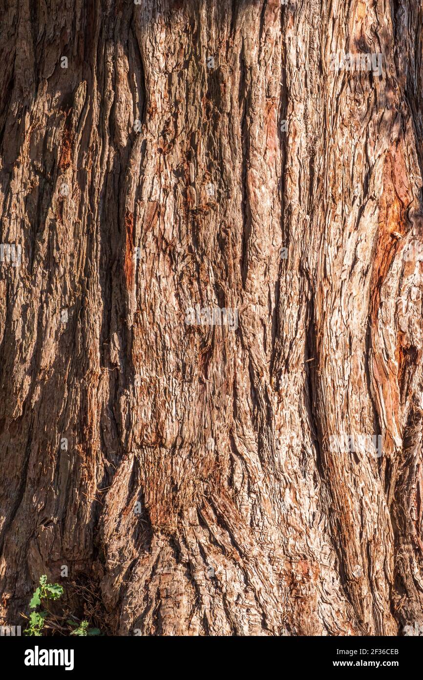 Texture de l'écorce du séquoiadendron géant. Sequoiadendron giganteum ou séquoia géant, ou séquoia géant, séquoia Sierra, séquoia Sierran, Wellin Banque D'Images