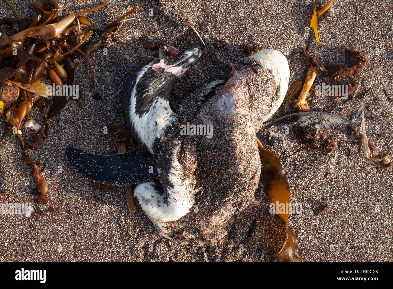 Le cadavre, brisé, tordu et en décomposition, de certaines espèces d'oiseaux de mer ou de pingouins Humboldt morts, près de Playa Roja, sur la route Lagunillas, dans le par Banque D'Images