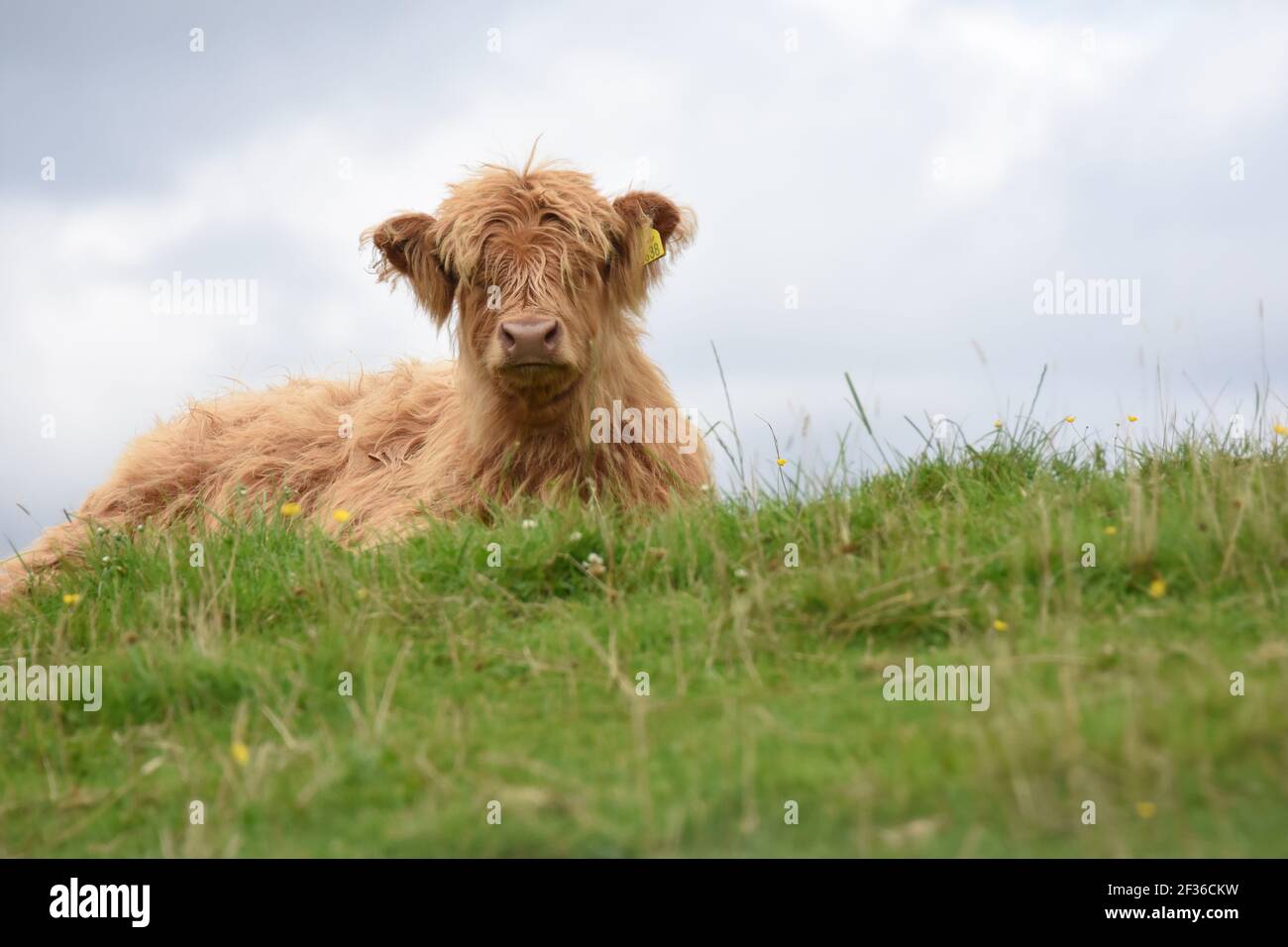 Highland bovines, Dumfries & Galloway, Écosse Banque D'Images