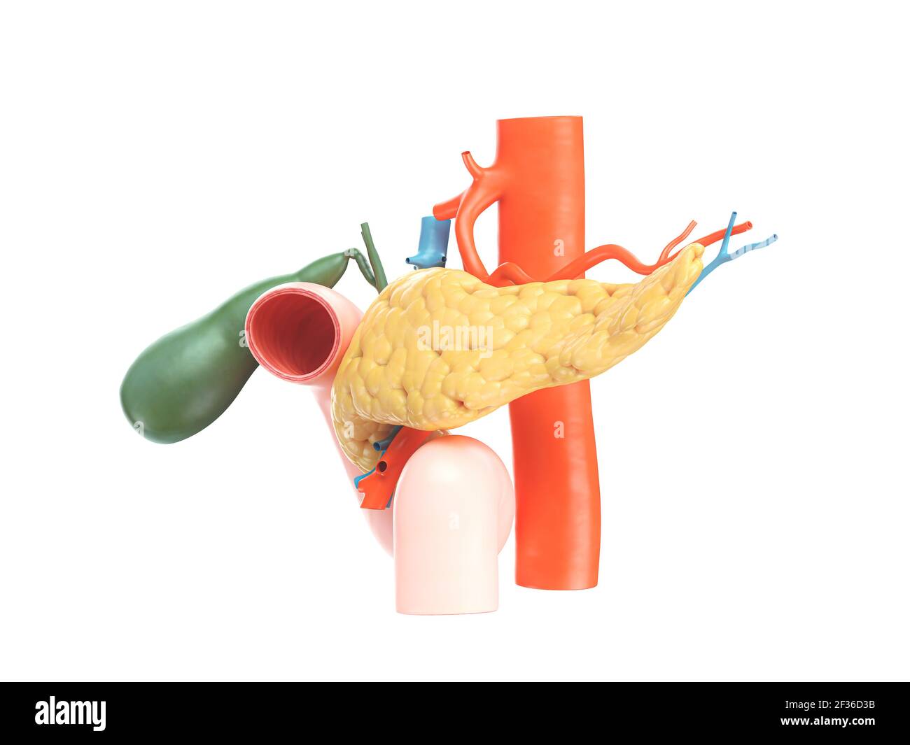 Illustration anatomique précise du pancréas humain avec vésicule biliaire, duodénum et vaisseaux sanguins. Vue latérale. rendu 3d Banque D'Images