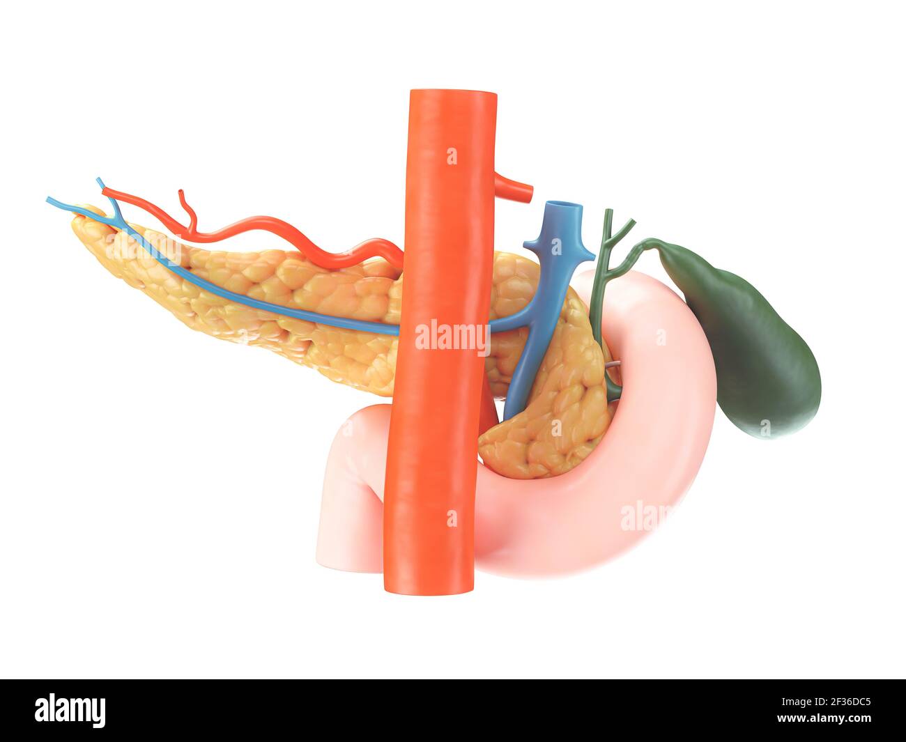 Illustration anatomique précise du pancréas humain avec vésicule biliaire, duodénum et vaisseaux sanguins. Vue arrière. rendu 3d Banque D'Images