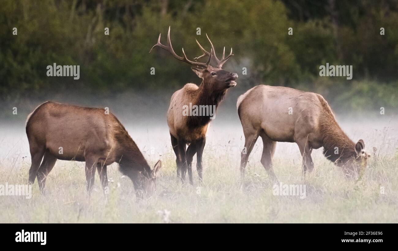 Élan de taureau avec deux femelles qui appellent un matin brumeux Banque D'Images