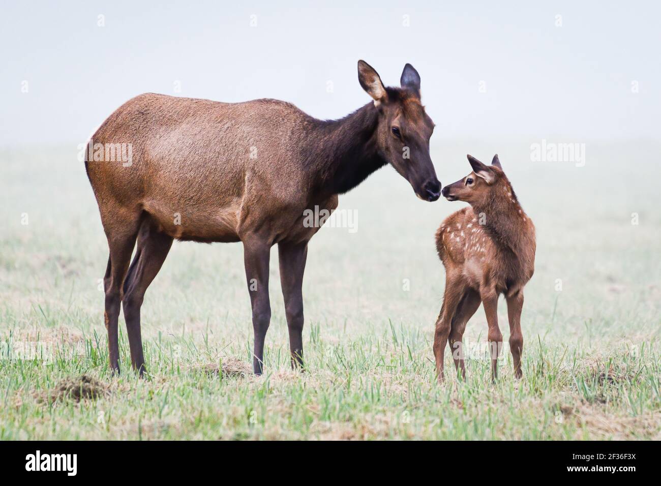 Mère elk montrant son amour pour sa jeune Banque D'Images