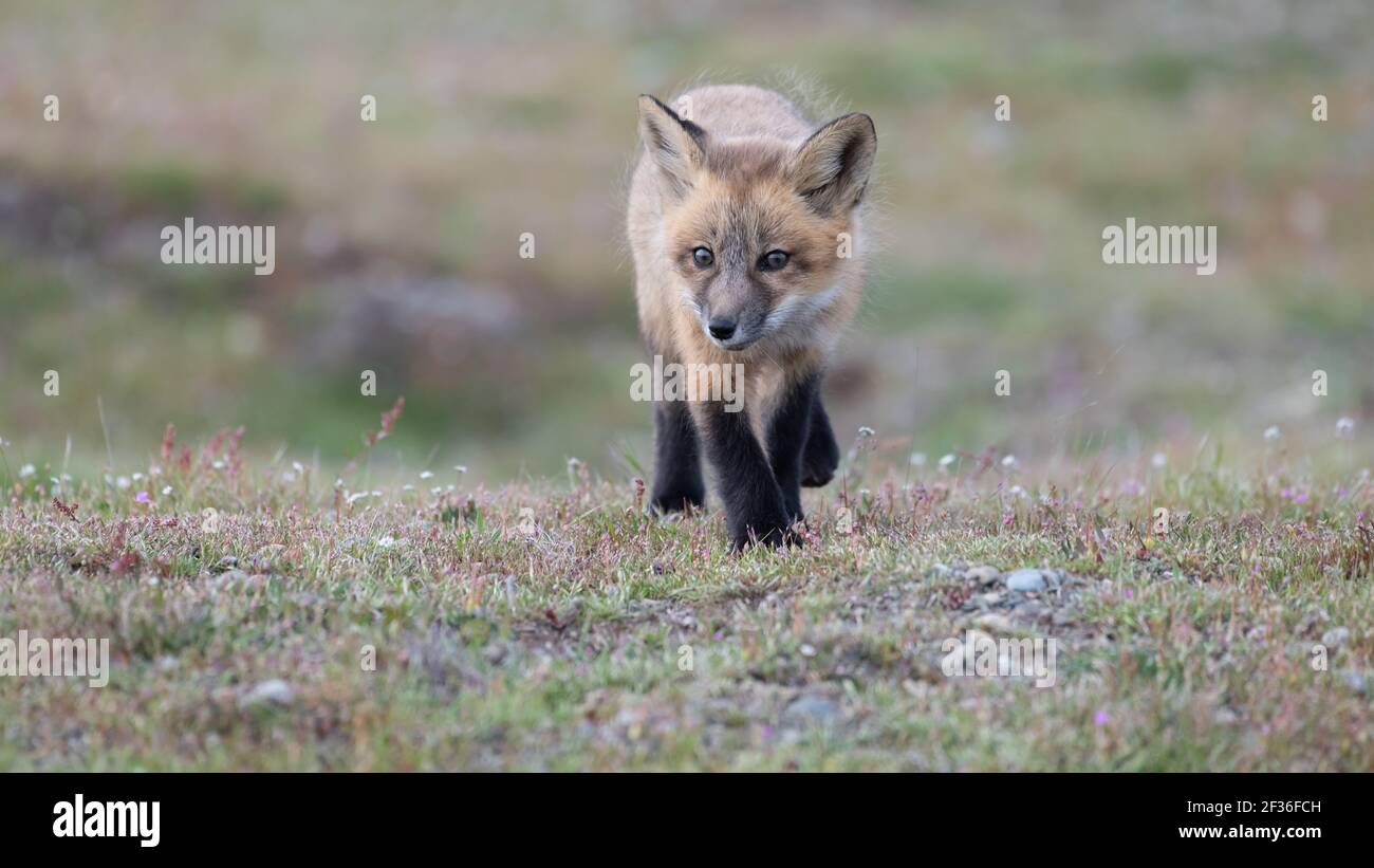Le jeune renard roux explore la prairie au printemps chez American Campez sur les îles San Juan dans le nord-ouest de l'État de Washington Banque D'Images