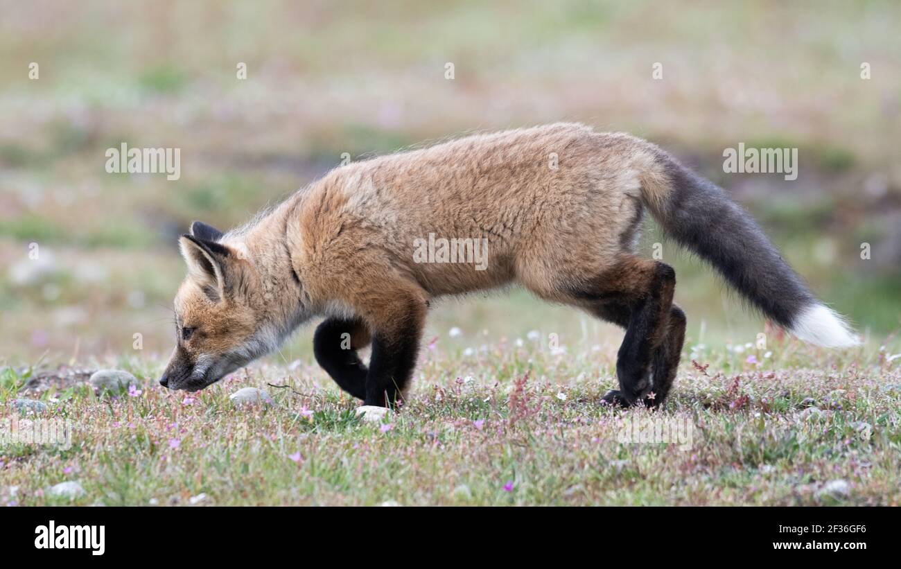 Le kit jeune Red Fox pratique le suivi des odeurs au camp américain Sur l'île de San Juan dans le nord-ouest de l'État de Washington Banque D'Images