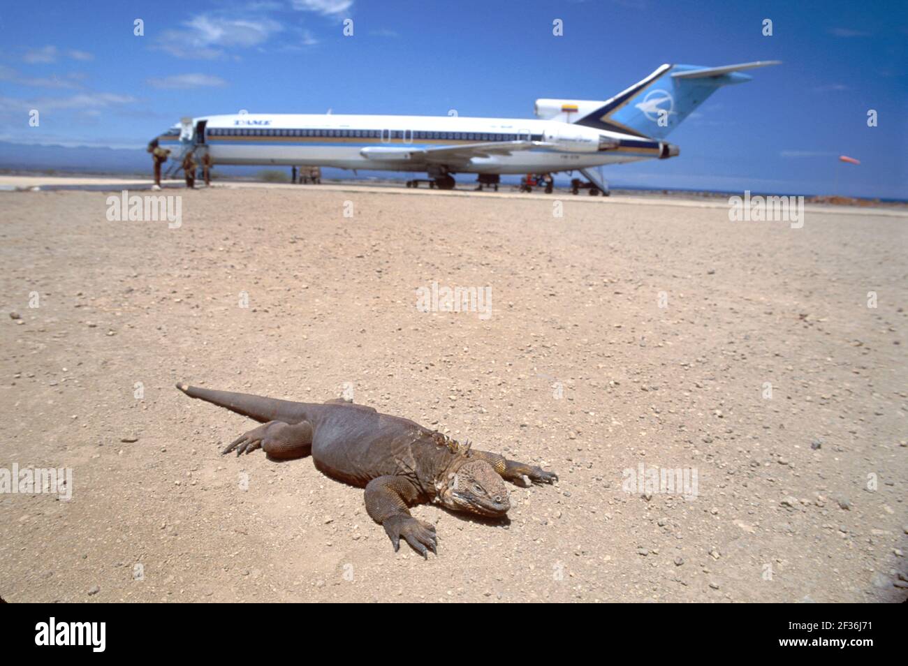 Isla Baltra Équateur Équateur Équatorienne Amérique du Sud Îles Galápagos États-Unis aéroport Seymour Land iguana Tama Airlines avion de ligne commerciale, Banque D'Images