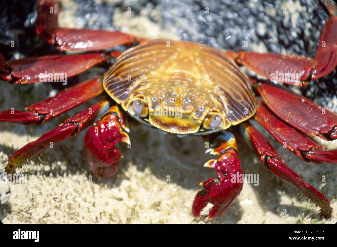 Îles Galapagos Île Floreana Équateur Équateur Équatorienne Amérique du Sud américain, Flour Beach Sally Lightfoot Crab Lava rock, Banque D'Images